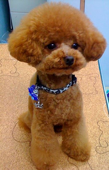 Japanese poodle grooming cuts pictures.JPG
