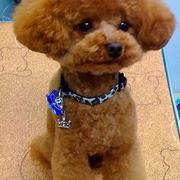 Japanese poodle grooming cuts pictures.JPG

