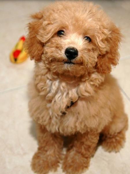 Light brown toy poodle dog picture.JPG
