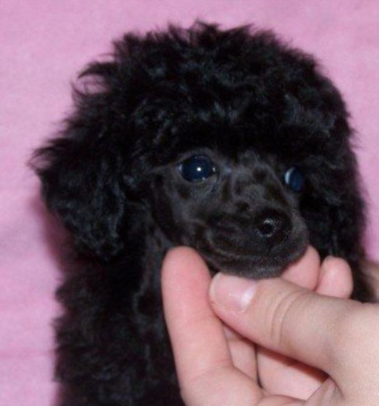 Little black poodle with long ears.JPG
