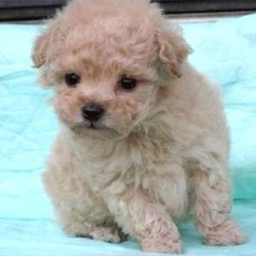 Little teacup toy poodle pup picture in cream.JPG
