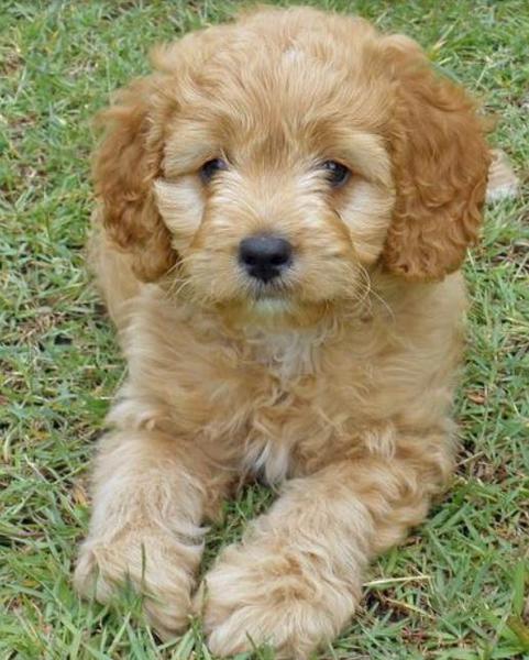 Mixed Poodle Cocker Spaniel dog laying on the grass.JPG
