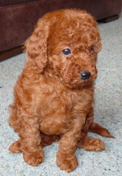 Red miniature poodle puppy picture.JPG
