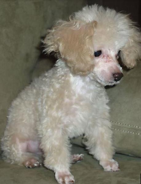 Small toy poodle puppy pictures.JPG

