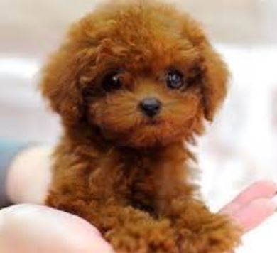 Smallest dog picture of brownish red teacup poodle pup.JPG
