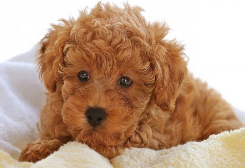 Tan poodle puppy poster photo.JPG
