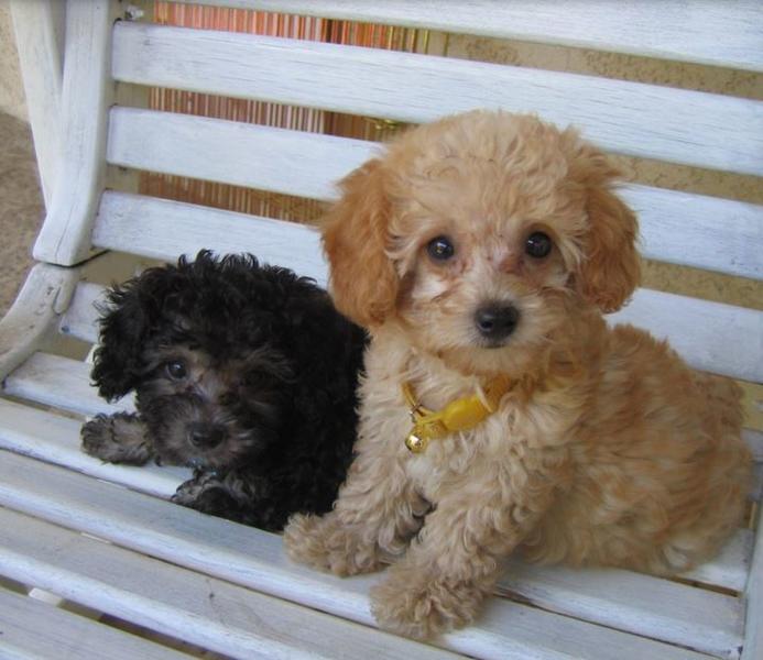 Teacup poodle puppies pictures.JPG
