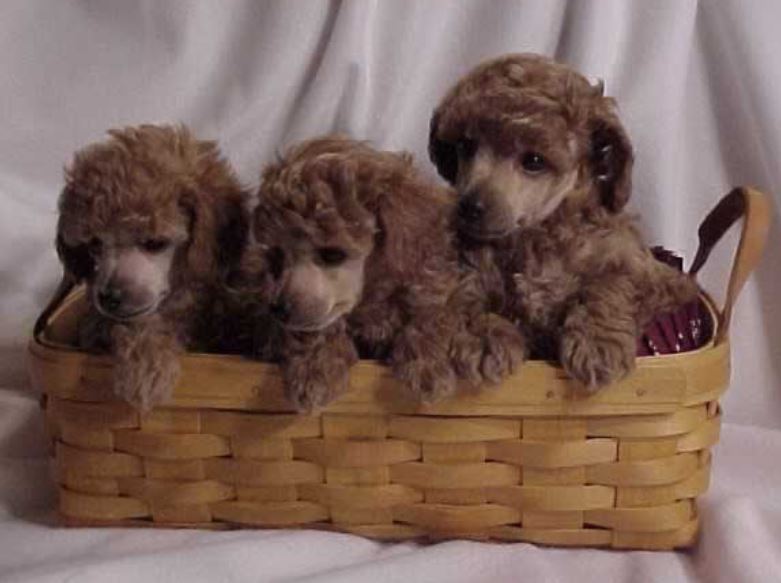 Three brown poodle puppies  in backet.JPG
