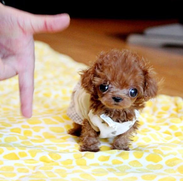 Tiny puppy picture of teacup poodle puppy photos.JPG
