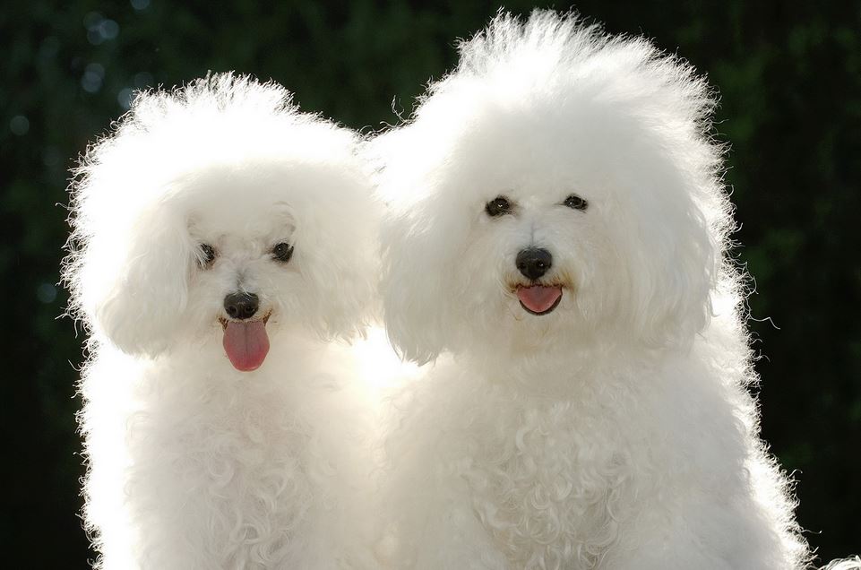White poodle dogs with fuffy pur.JPG
