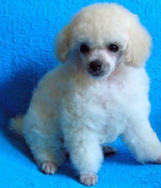 White toy poodle puppy with long fluffy pur.JPG

