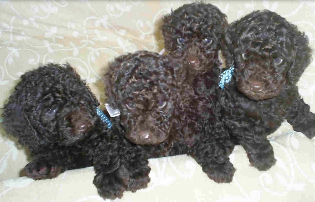 Young toy poodle puppies in black.JPG
