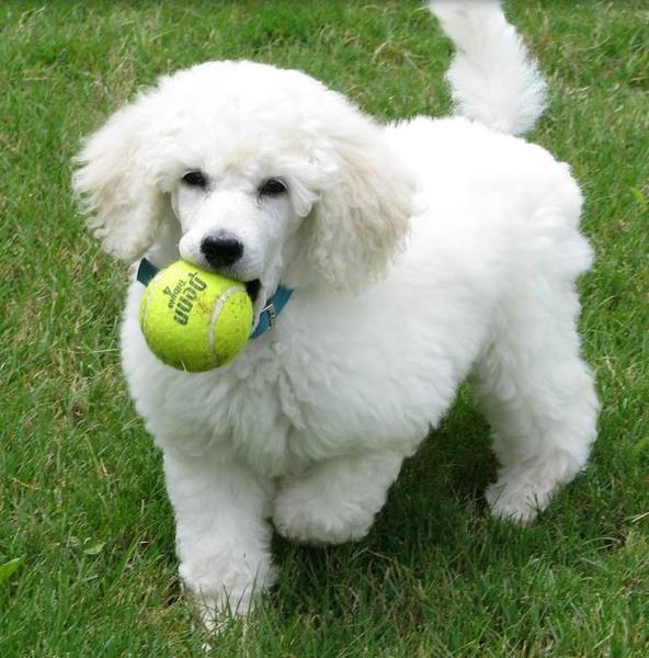 Large poodle puppy in white playing.JPG
