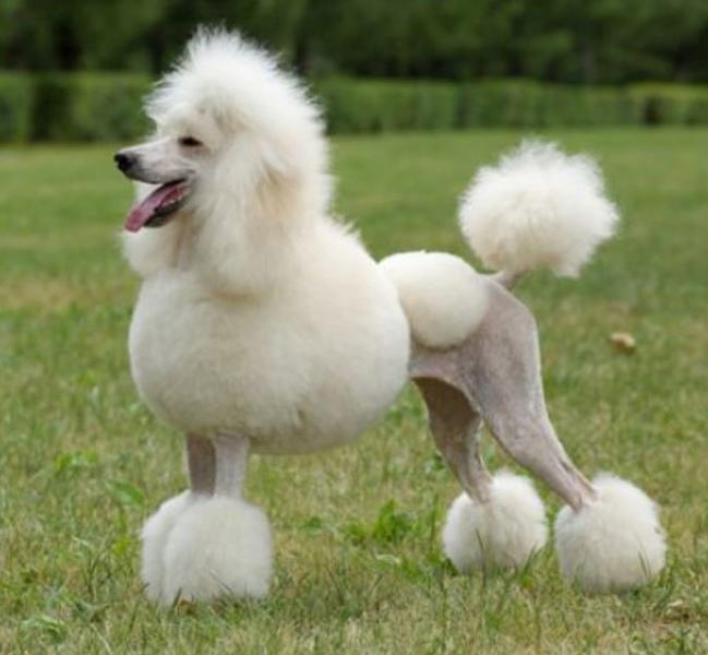 Beautiful French poodle dog picture in white.JPG

