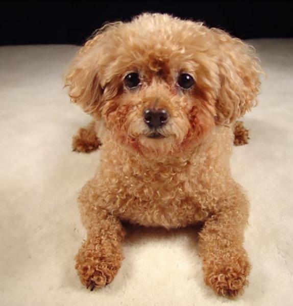 tan miniature poodle