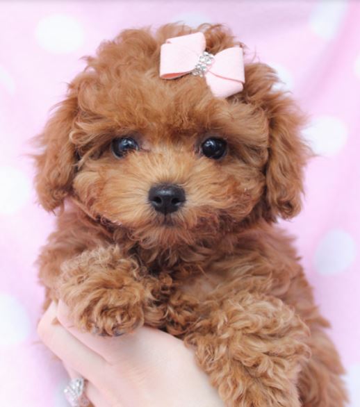 Beautiful puppy picture of little light brown toy poodle dog.JPG
