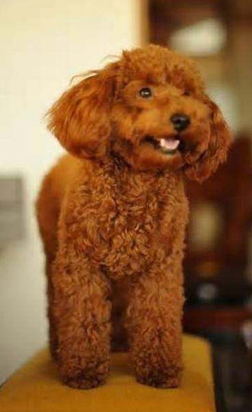 big toy poodle dog picture.JPG
