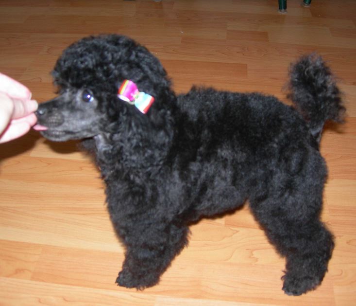 Black French poodle puppy pictures.JPG
