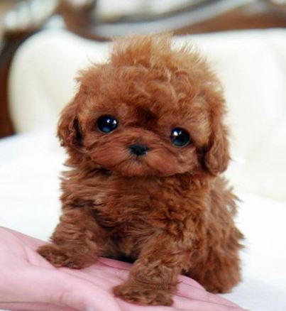 Baby teacup poodle puppy in redish brown color.JPG (1 comment)