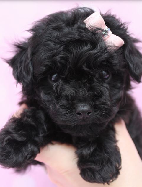 Beautiful black toy poodle pup iwearing a cute little bow in pink.JPG
