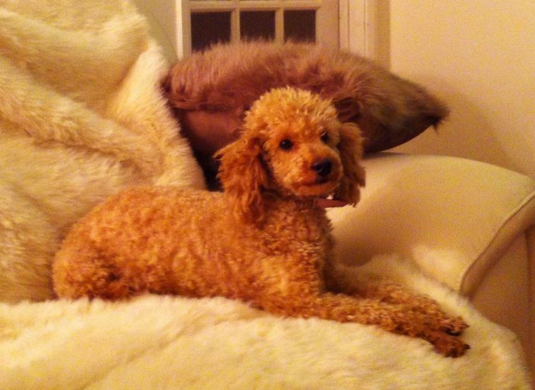 Beautiful brown Apricot Miniature Poodle Puppy.JPG
