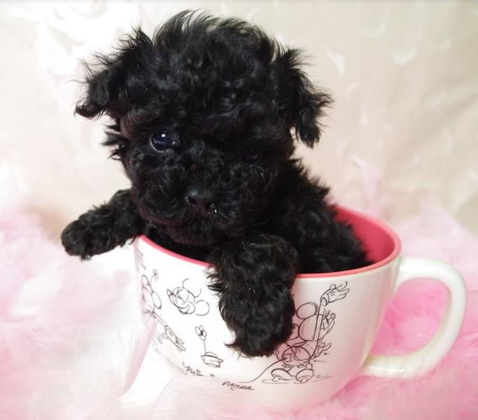 Cute puppy pictures of black toy poodle pups.JPG
