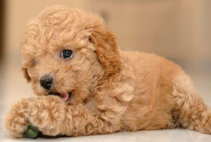 Cute young toy poodle puppy in dark tan.JPG
