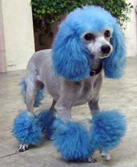 Funny blue teacup poodle picture.JPG
