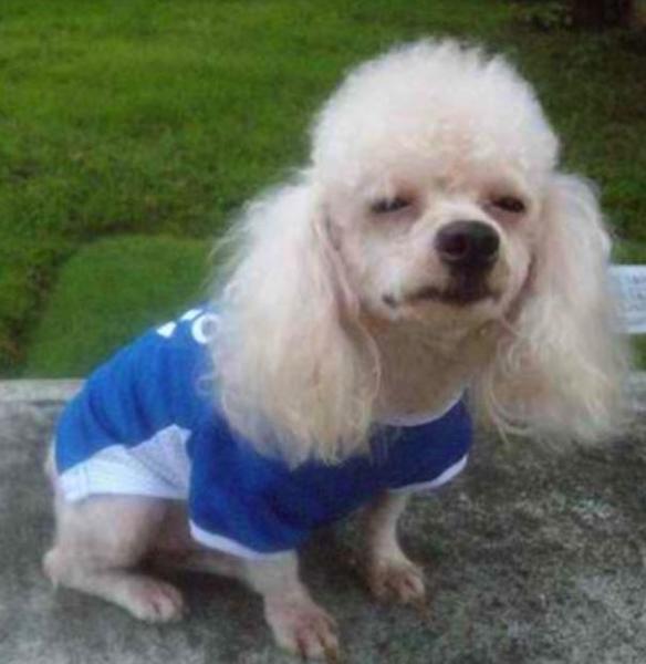 Funny toy poodle dog picture.JPG
