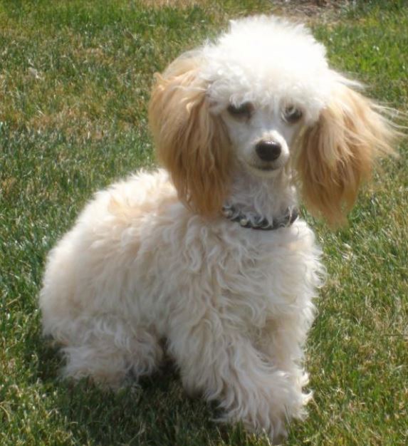 Large French poodle with long ears.JPG
