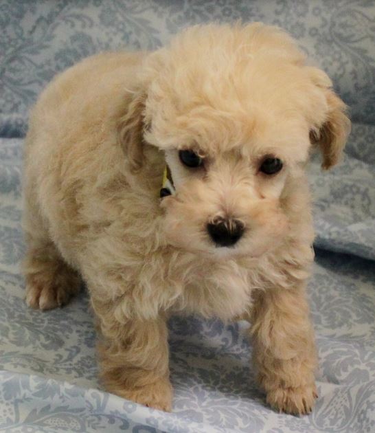 Cute looking cream poodle puppy picture.JPG
