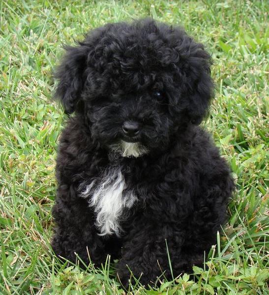 Black toy poodle Maltese mixed puppy.JPG
