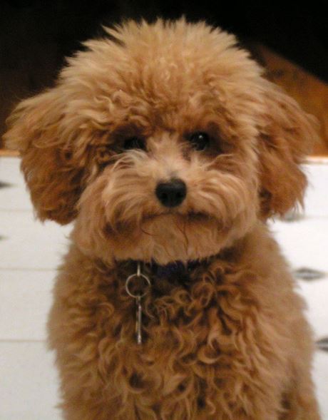 Brown fluffy poodle puppy picture.JPG
