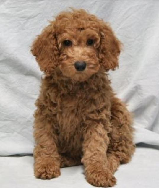 Brown miniature poodle breed with curly pur.JPG
