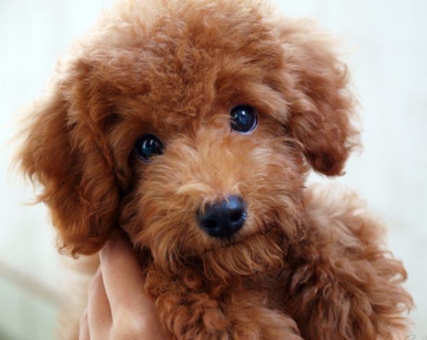 Brown poodle puppy images.JPG

