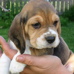 beagle young pup in lite brown and white.jpg
