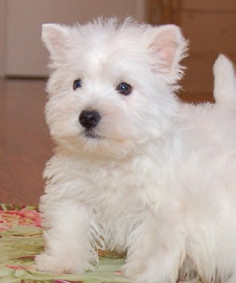 Roseneath Terrier pup picture.PNG
