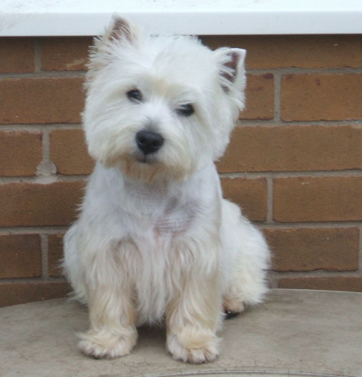 Roseneath Terrier puppy picture.PNG
