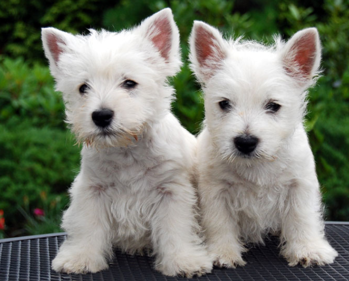 The West Highland White Terrier puppies pictures.PNG

