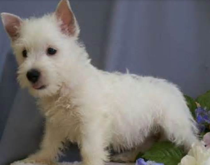 White puppy puppy pictures of Westie dog.PNG
