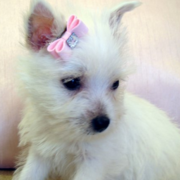 Adorable puppies pictures of Westie terrier with cute pink bow.PNG
