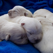 Westie newborn puppies pictures.PNG
