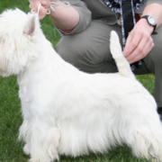 West highland white terrier dog on dog show.PNG
