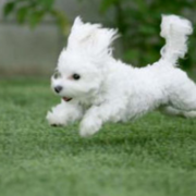 Running westie puppy.PNG
