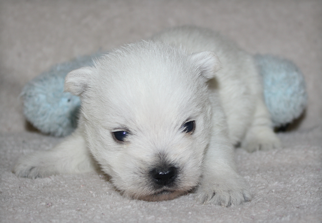 Newborn puppy picture of Westie in white
