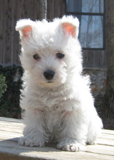 Small dog breeds picture of westie puppy
