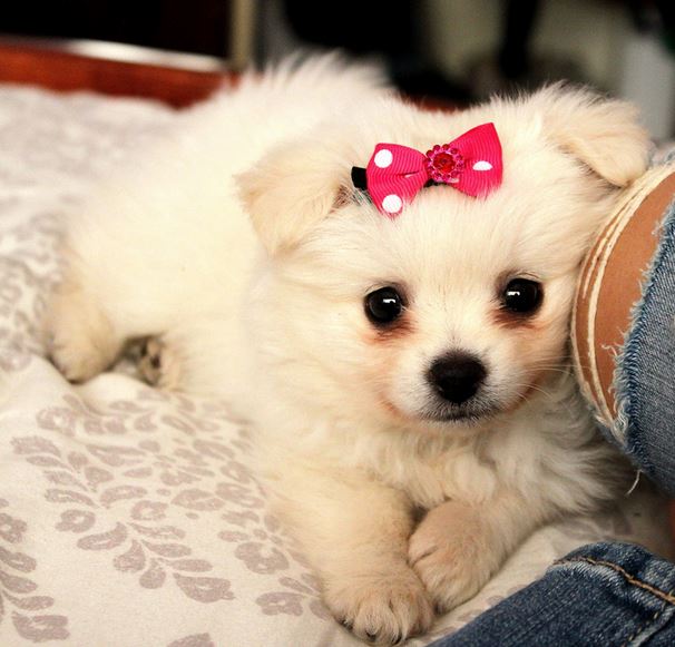 Smallest and cutest dogs picture of teacup pomeranian dog.JPG
