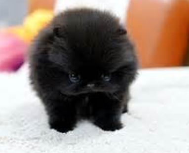 Teacup Teddy Bear Pomeranian black cotton ball puppy.JPG
