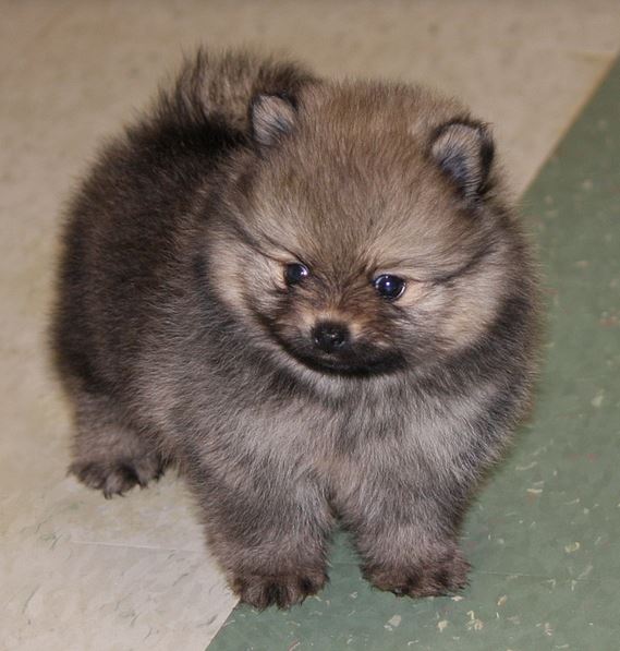 Teacup Teddy Bear Pomeranian puppy in greyish brown with tan coat of fur underneat.JPG
