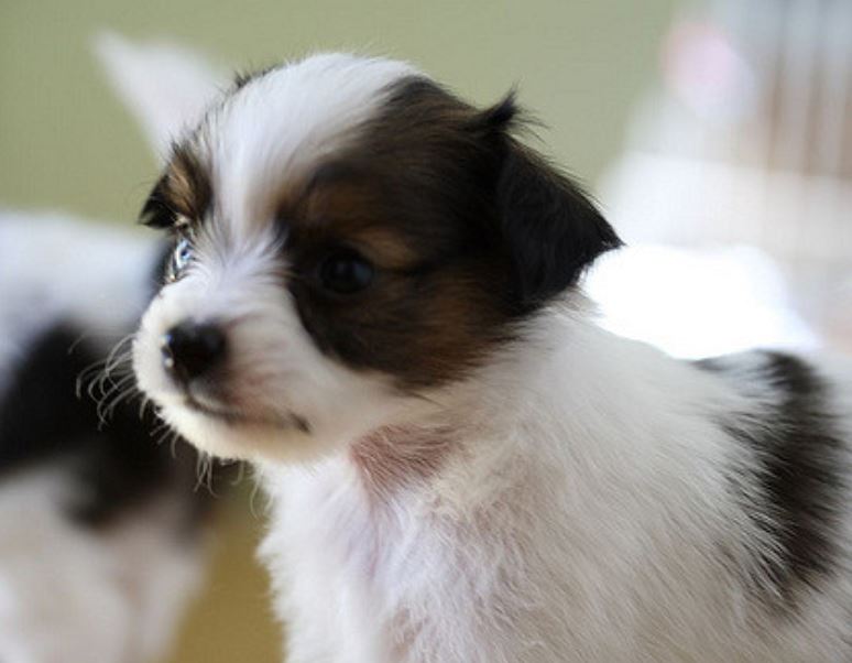 Young papillon breeding with brown and white colors.JPG
